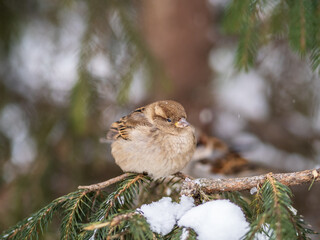 Sparrow sits on a fir branch with snow in winter