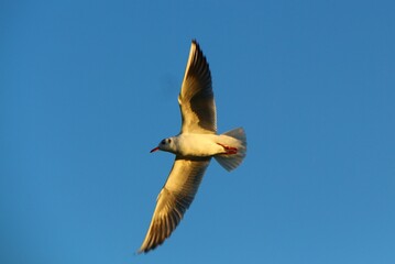 Obraz premium beautiful Seagulls on the water
