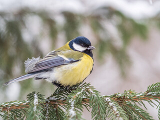 Cute bird Great tit, songbird sitting on the fir branch with snow in winter