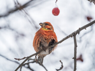 Red Crossbill male sitting on the tree branch and eats wild apple berries. Crossbill bird eats berries.