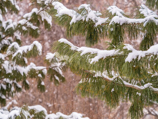 Cedar branches with long fluffy needles in winter covered with snow