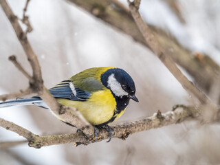 Cute bird Great tit, songbird sitting on a branch without leaves in the autumn or winter.