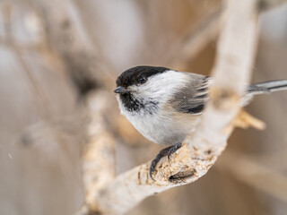 Obraz premium Cute bird the willow tit, song bird sitting on a branch without leaves in the winter.