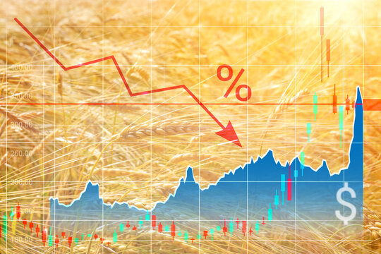 Graphs of falling production and rising grain prices. Increase in price of wheat seedsongraph with dollar sign. Concept of reduction of production, shortage of grain crops, increase