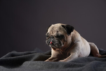 Obraz premium portrait of a disabled dog. special Pug on a light background