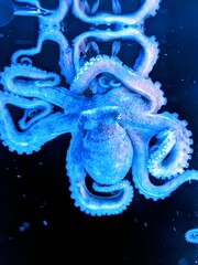 octopus in the sea © Peacefingers