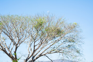 GUANACASTE