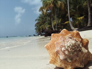 shell on the beach