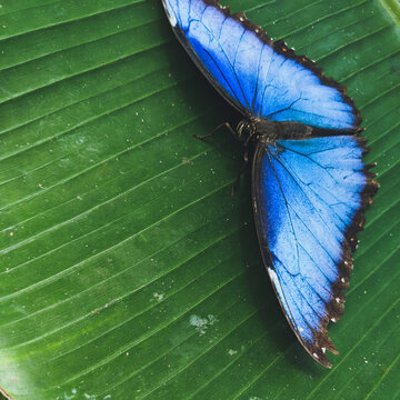 butterfly on leaf