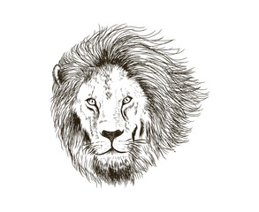 lion head hand drawing vector isolated on white