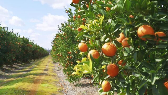 Beautiful organic fruits on a branches with vivid green leaves