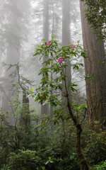 Blooming rhododendrons among the redwoods - Lady Bird Johnson Grove - Redwood National Park, California