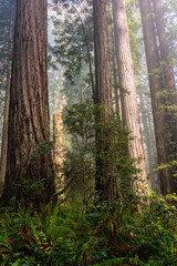 Morning sun beaming on the redwood trees in Lady Bird Johnson Grove - Redwood National Park, California