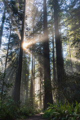 Morning sun beaming through the redwood trees in Lady Bird Johnson Grove - Redwood National Park, California