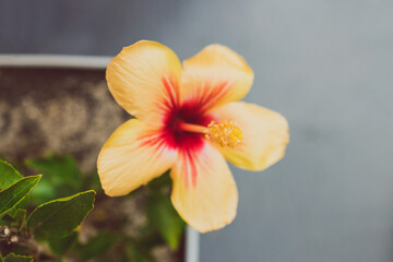 Fototapeta premium close-up of Cuban hibiscus plant with yellow flower outdoor in sunny backyard