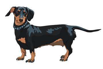Black and tan smooth-haired miniature dog Dachshund breed