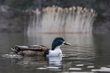 a duck swimming calmly in a calm lake