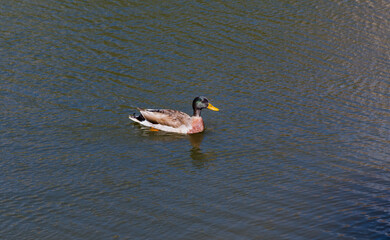 duck swimming