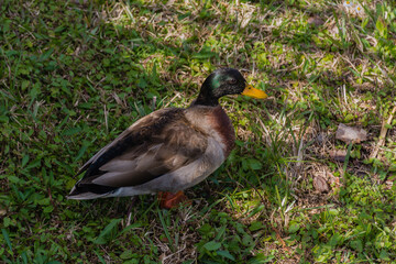 duck gazing at camera