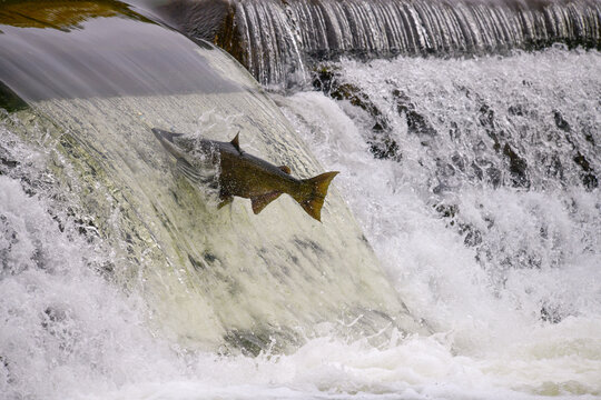 Salmon migration