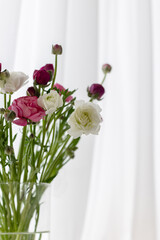 Ranunculus in a vase on a white background for text. Photo for text. Delicate spring flowers