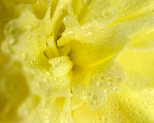 Close-up of yellow carnation flower with water droplets