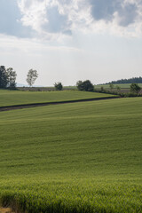 初夏の緑のムギ畑
