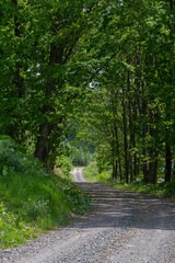 Obraz premium 緑に包まれた砂利道 