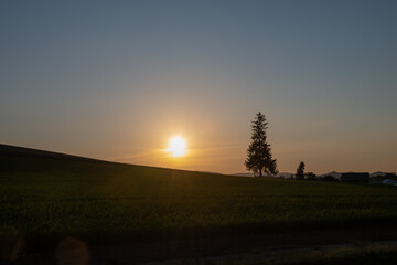 夕暮れの空と畑に立つマツの木　美瑛町
