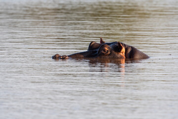 Fototapeta premium Hippo submerged in pond