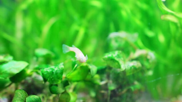 卵を抱えるメダカ「スローモーション」