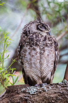 Cape Eagle Owl