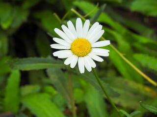 Fototapeta premium Close-up of a daisy, lit by the morning sun. Defocused green background.