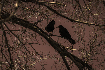 Ravens in Tree