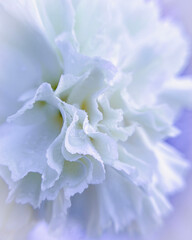 Fototapeta na wymiar Close-up of white carnation flower
