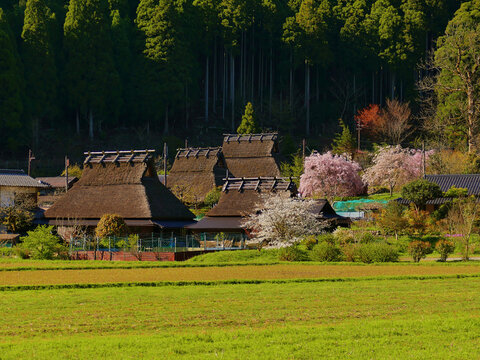 รูปภาพMiyama เลือกดูภาพถ่ายสต็อก เวกเตอร์ และวิดีโอ467 Adobe Stock