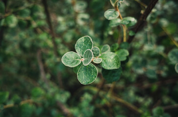 Plant foliage