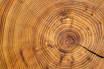 Oiled acacia wood slice with crack and clearly visible concentric circles (annual growth rings, age...