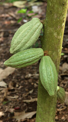 Green cocoa pod on tree in the field. Cocoa (Theobroma cacao L.) is a cultivated tree in plantations originating from South America, but is now grown in various tropical areas. Java, Indonesia.