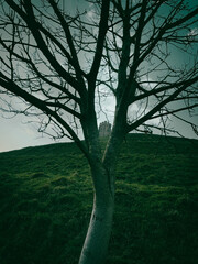 Glastonbury Town, old castle ruins, and Glastonbury Tor. English County in Somerset.