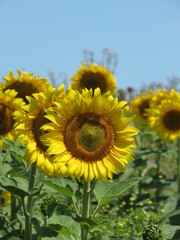 Girasol