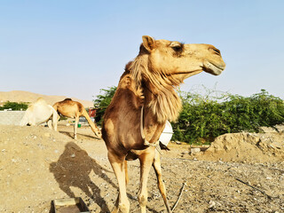 Brown camel in cattle farm or ranch in desert. 