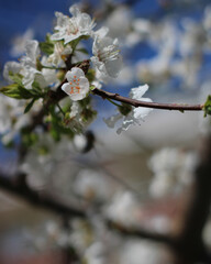 Cherry blossom in spring.