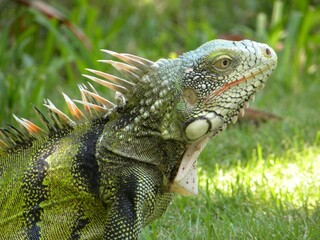Leguan, Venezuela