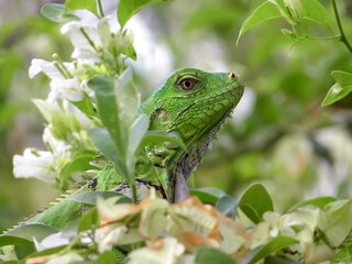Leguan, Venezuela