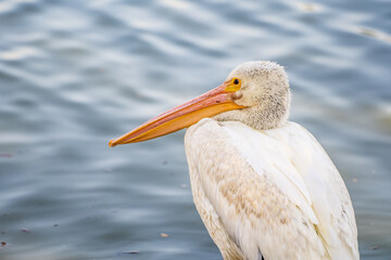 Close-up of a white pelican. Wildlife photography.