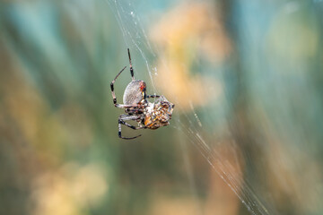 The spider has caught the prey and wraps it in a web.
