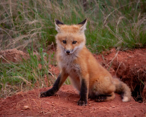 Fox Cub by Den