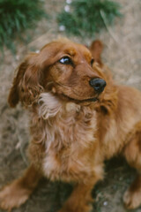 A cute brown puppy is smiling. 