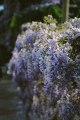 Flowers in blue tones herald spring.